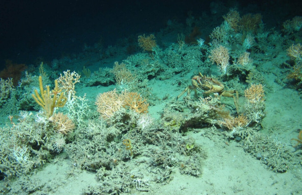 Ocean Economy: Weekly Briefing