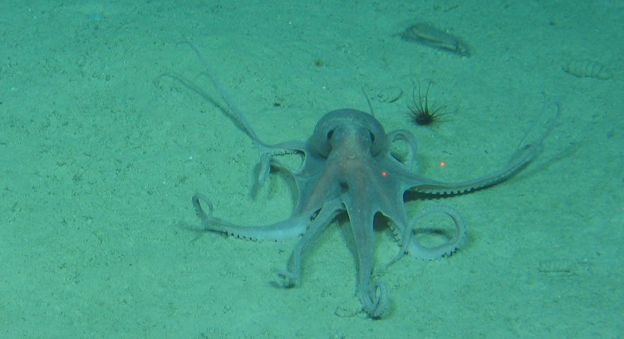 Ocean Economy: Weekly Briefing